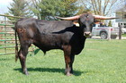 Diamond J's Edge 515, Texas Longhorn Bull