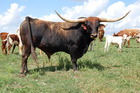 Jagizm's Edge 095, Texas Longhorn Bull