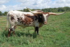RRR Tommy Gun's Edge, Texas Longhorn Bull
